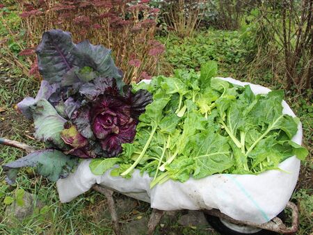 Frische: Mangoldernte im November