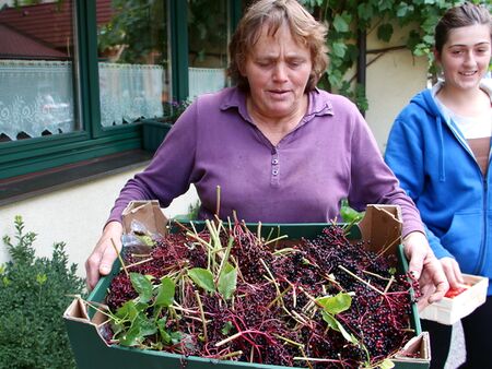 Frieda mit Hollerernte