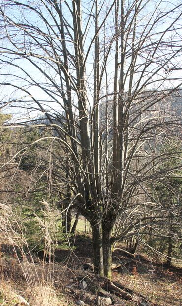 SD Nicht beernteter Schnoatbaum