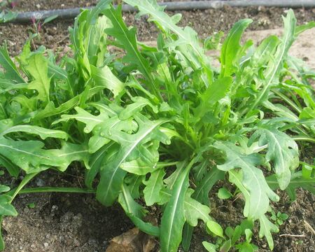 SGFT- Rucola im Tunnel Anfang 04 2010