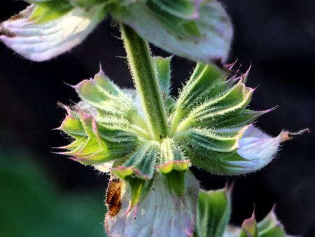 Muskatellersalbel verblüht