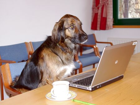 Seminar-Hund beim Notebook