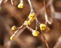 Cornus mas 040305 03.jpg