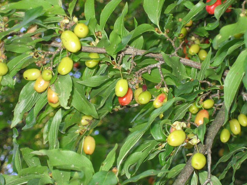 Datei:Dirndl halbreif 3.JPG