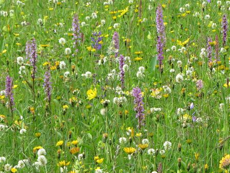 Loicheck: Orchideen in der Wiese