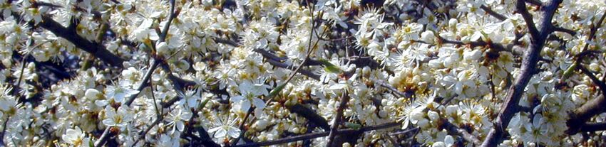 Weißdornblüten Streifen