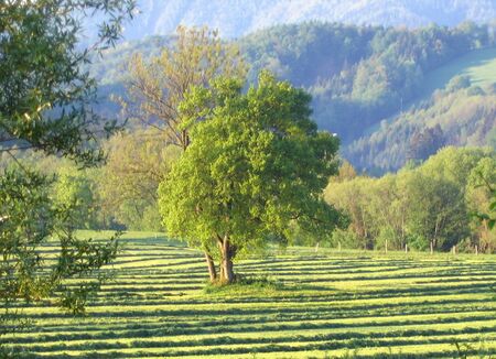 gemähte Wiese vor Kirchberg mit Solitär-Baum