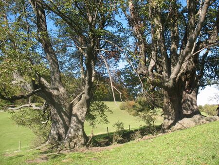 Linden bei der Bränthaler Loakn