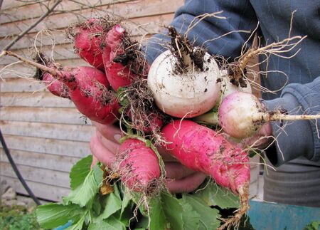 Rettich-Ernte