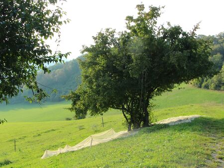 Dirndlernte mit Netz - auf der Eben