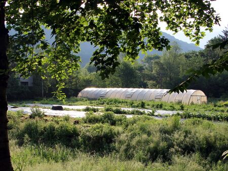 Pielachbett am Morgen Ende Mai
