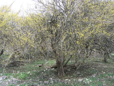 alte Dirndlbäume auf trockenen Standort - Zögernitz