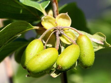 Grüne Dirndln Anfang Juli