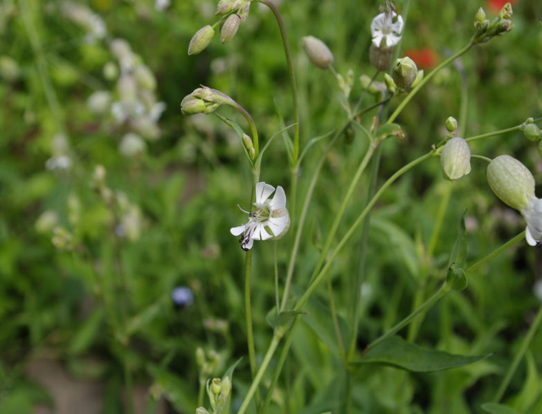 Datei:Klatschblume 2.jpg